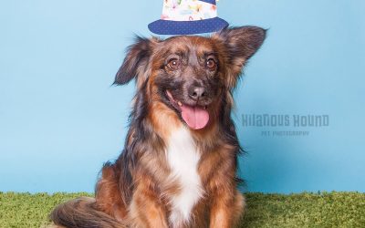 Dog Mom’s Day: Stanford Pet Photography
