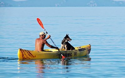 Keep Cool This Summer: 6 Bay Area Dog-Friendly Water Activities!