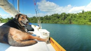 pup summer fun cool chill things to do lake berryessa yacht boat vacation lake
