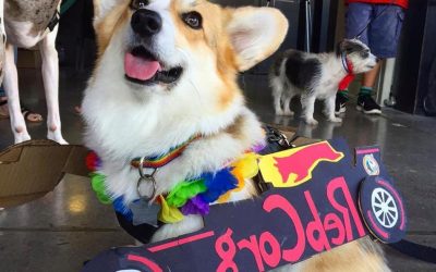 4 Bay Area Dog Events that aren’t Corgi Con