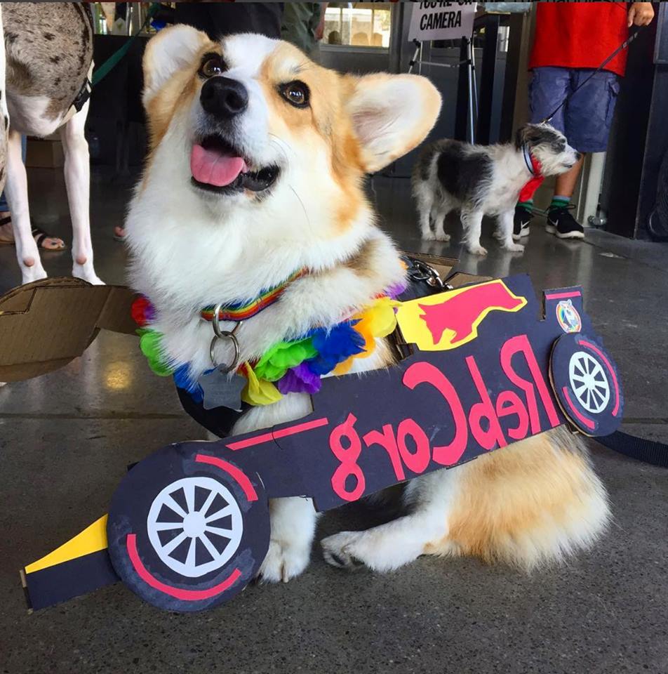 4 Bay Area Dog Events that aren't Corgi Con - Hilarious Hound