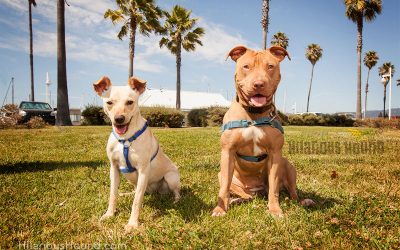 July’s Feature Rescue Pups