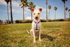 Rescue dogs from FAAS