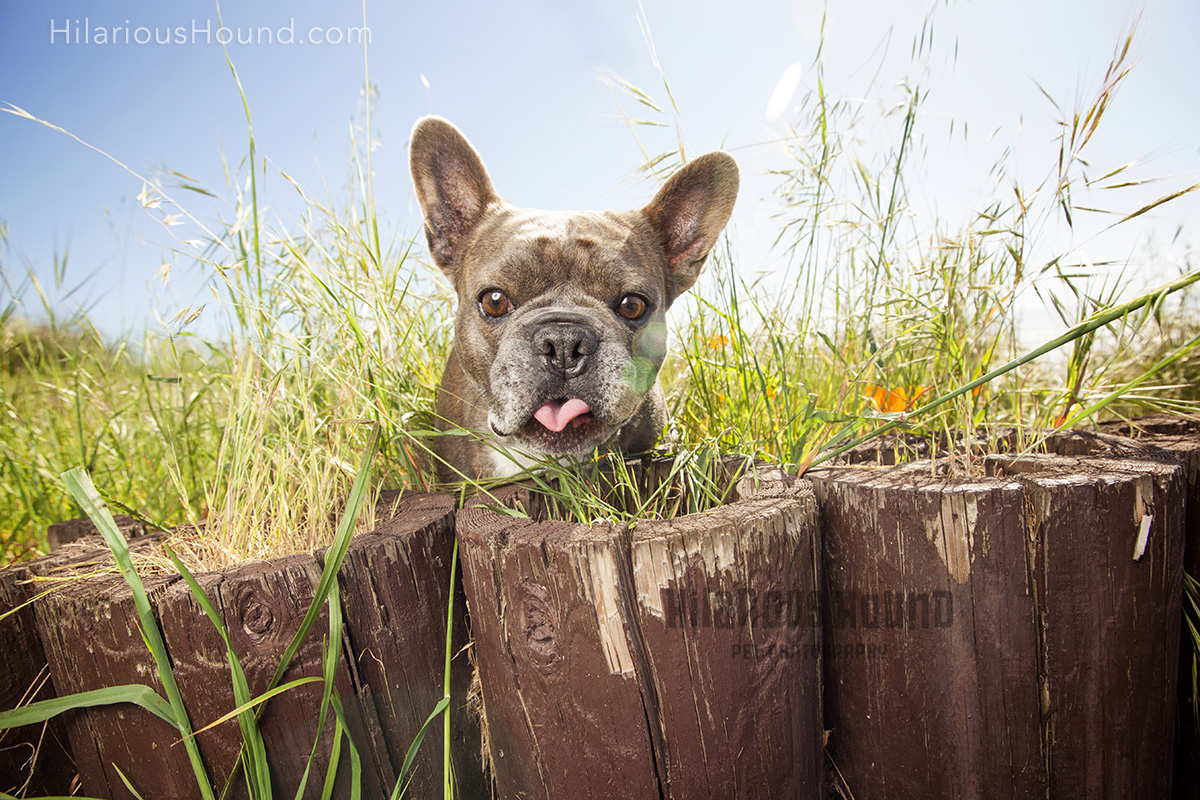 dogs crissy field pet photography san francisco bay area