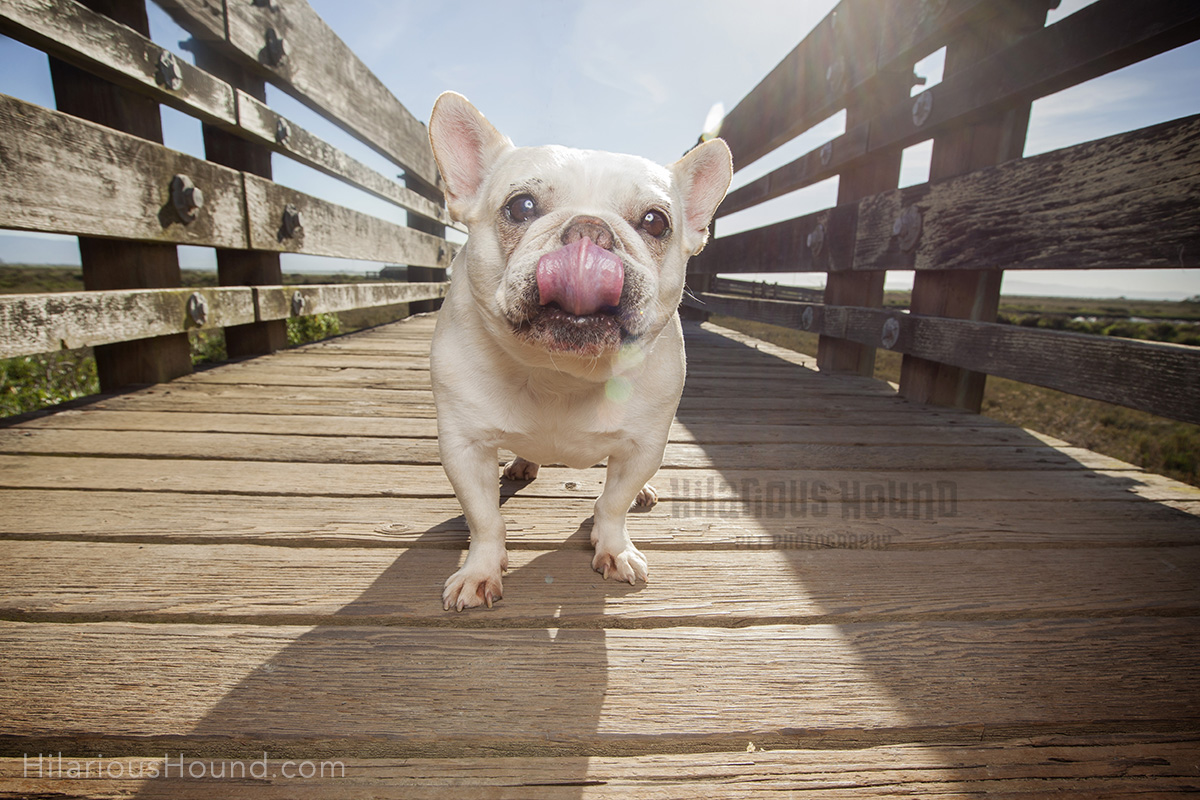 dogs crissy field pet photography san francisco bay area