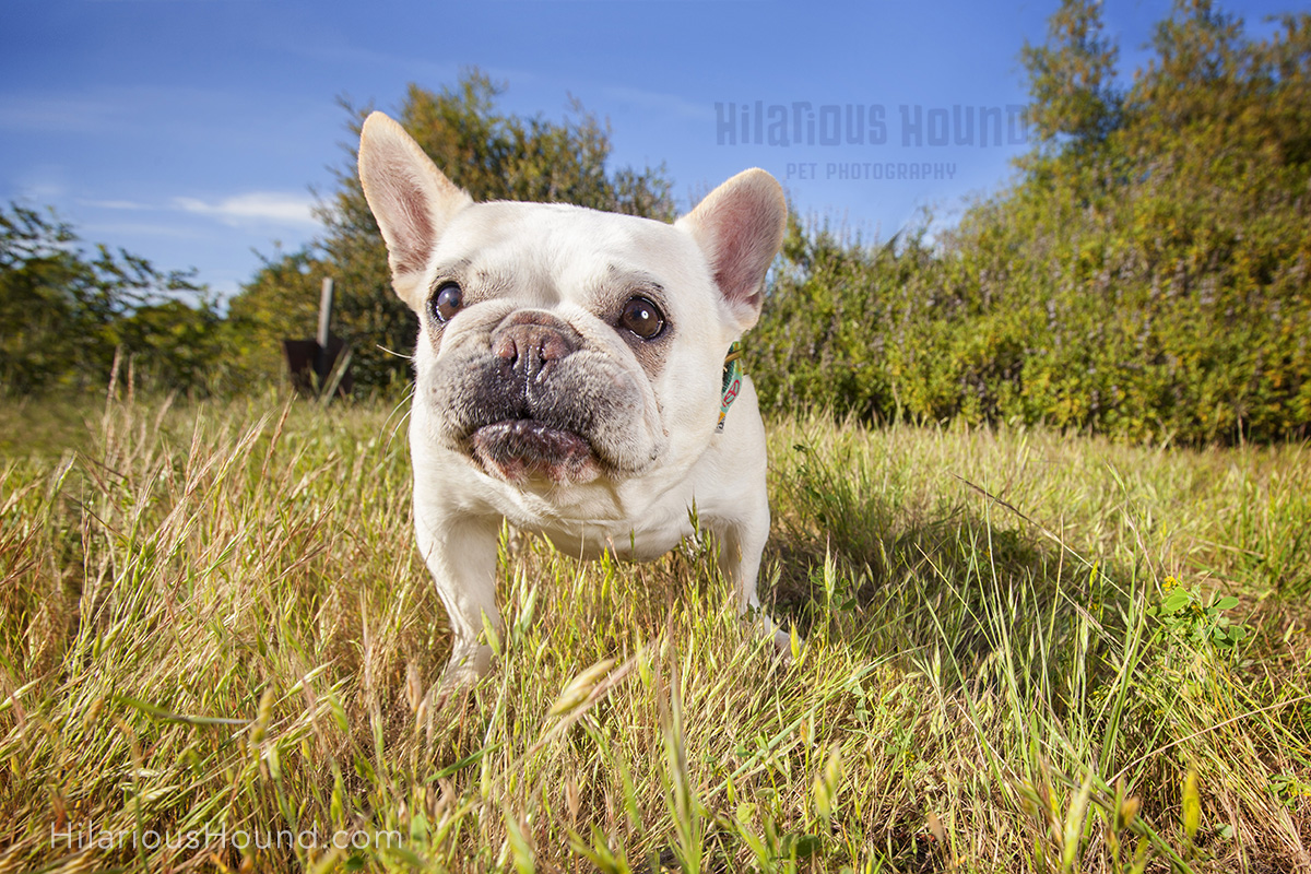 dogs crissy field pet photography san francisco bay area