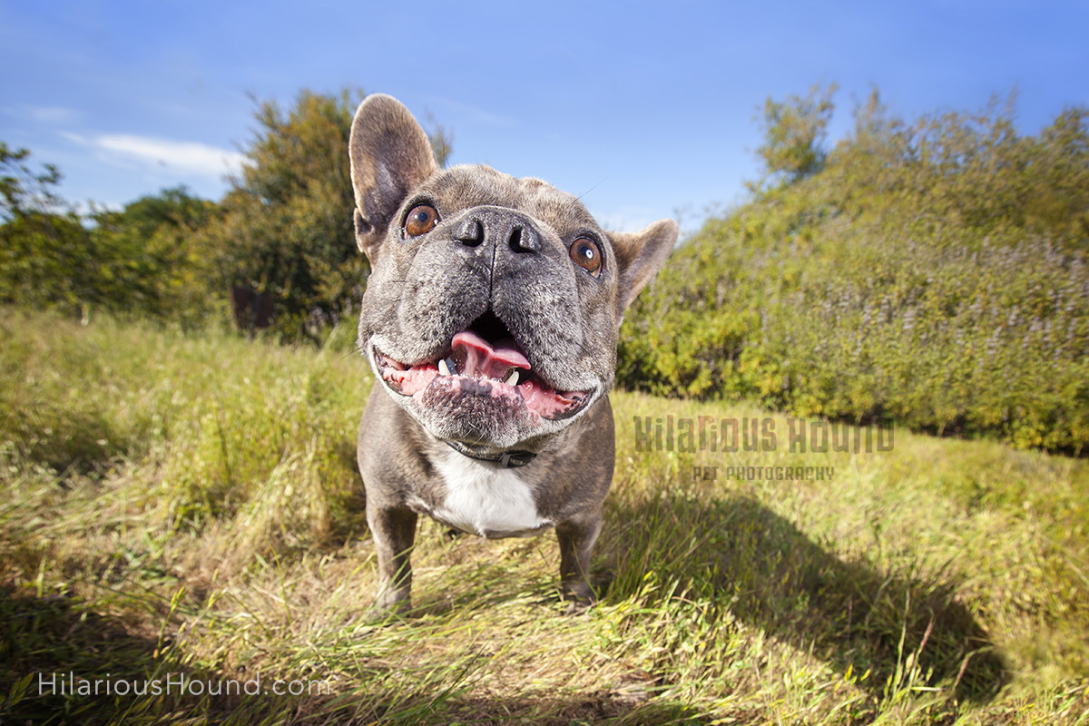 dogs crissy field pet photography san francisco bay area