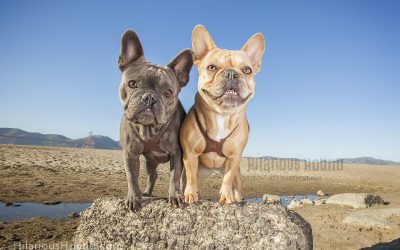 Pet Photography at Crissy Beach | Jazzy and Mya