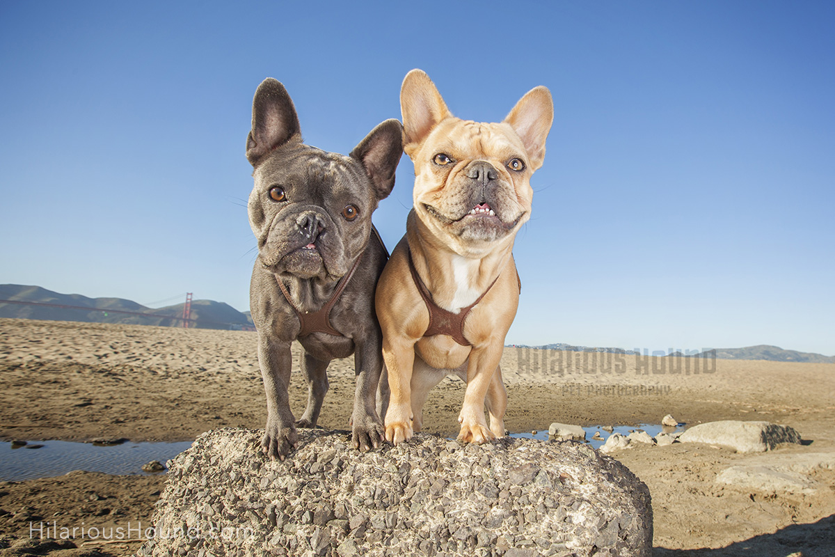 dogs crissy field pet photography san francisco bay area