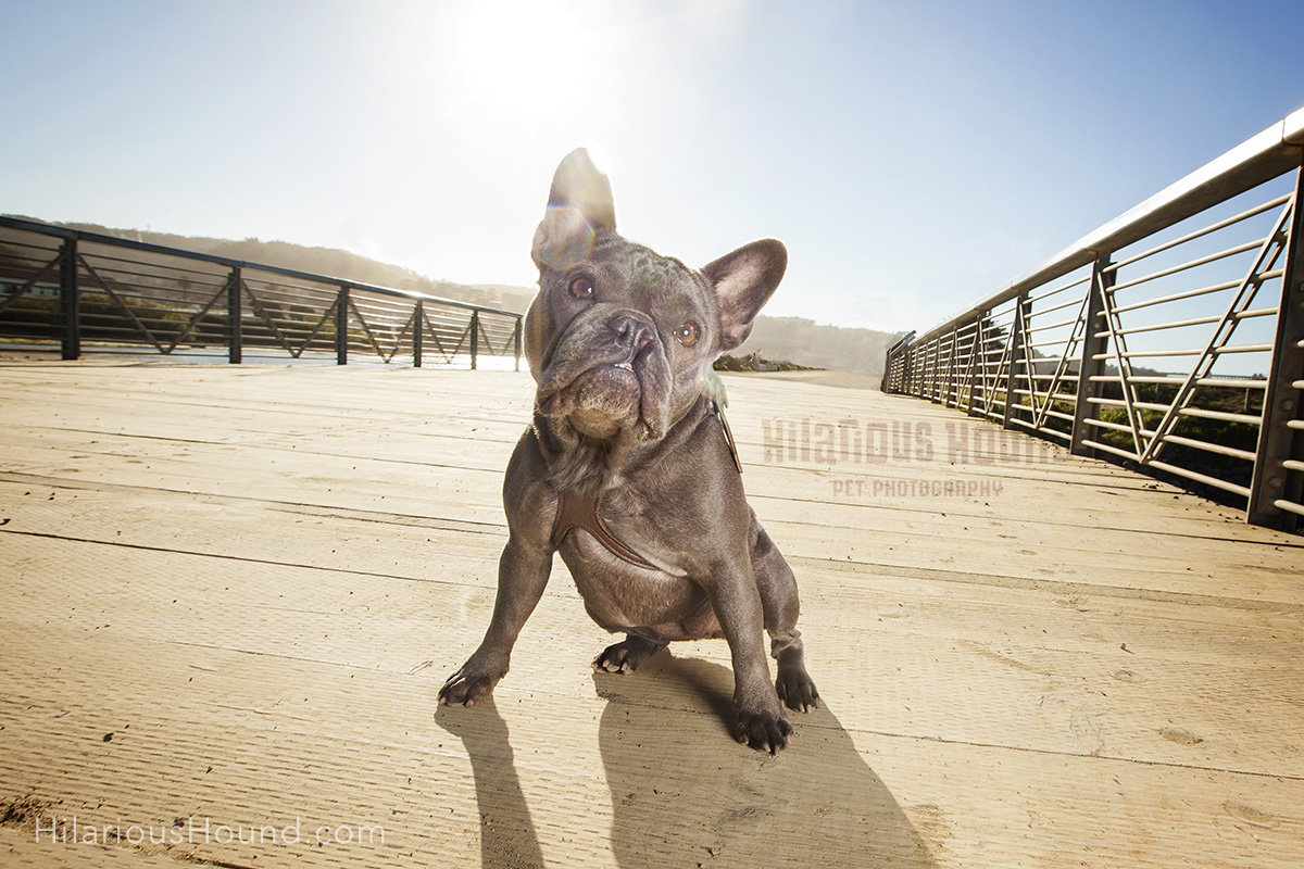 dogs crissy field pet photography san francisco bay area