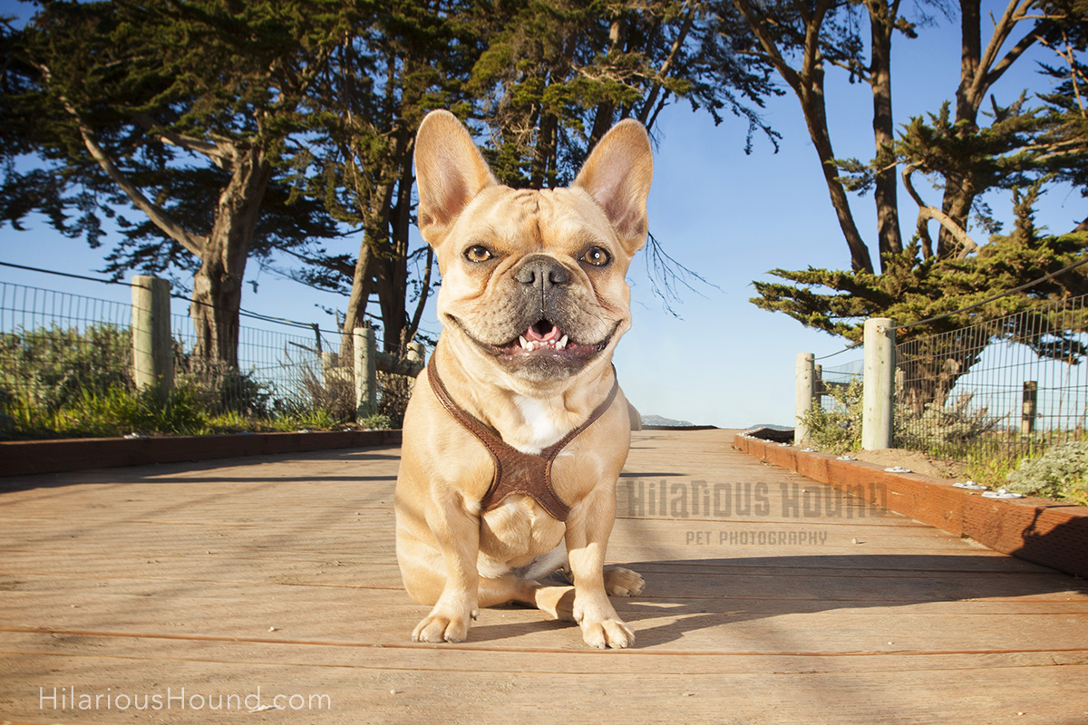 dogs crissy field pet photography san francisco bay area