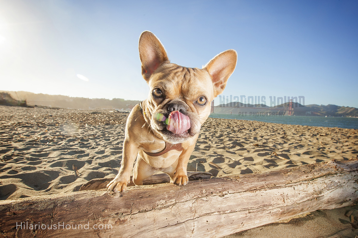 dogs crissy field pet photography san francisco bay area