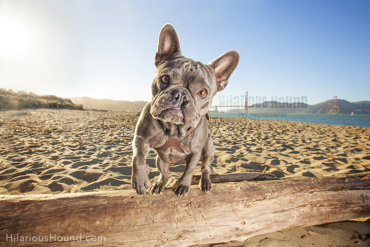 dogs crissy field pet photography san francisco bay area
