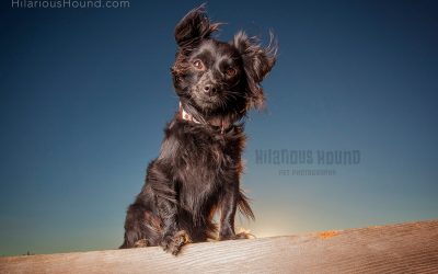 Sunset Pet Photography | Pepper