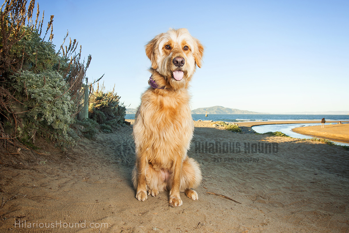 dogs crissy field pet photography san francisco bay area