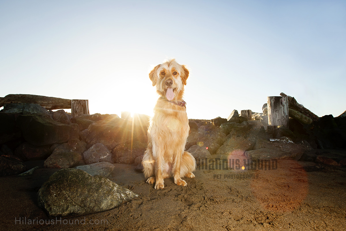 dogs crissy field pet photography san francisco bay area