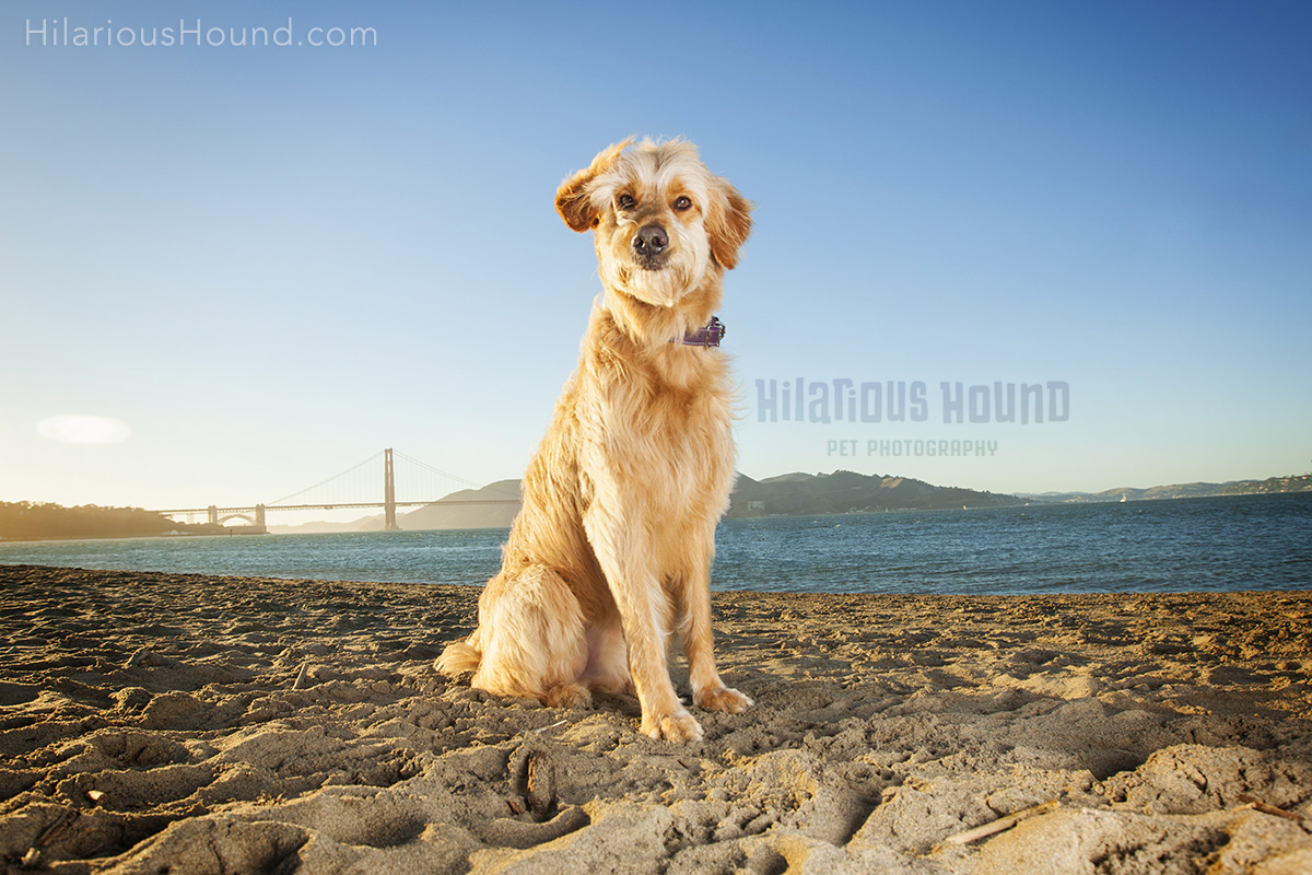 dogs crissy field pet photography san francisco bay area