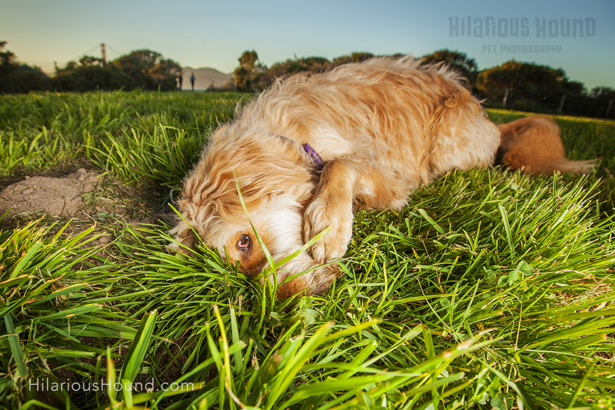 dogs crissy field pet photography san francisco bay area