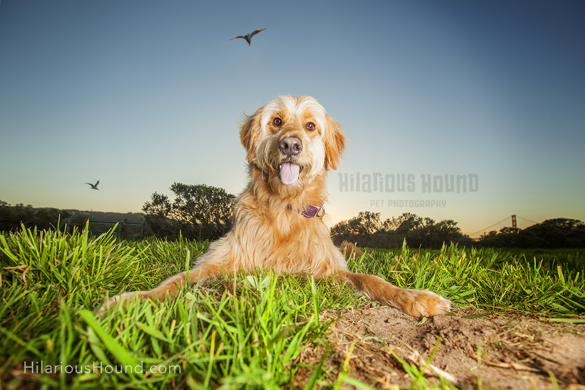 dogs crissy field pet photography san francisco bay area