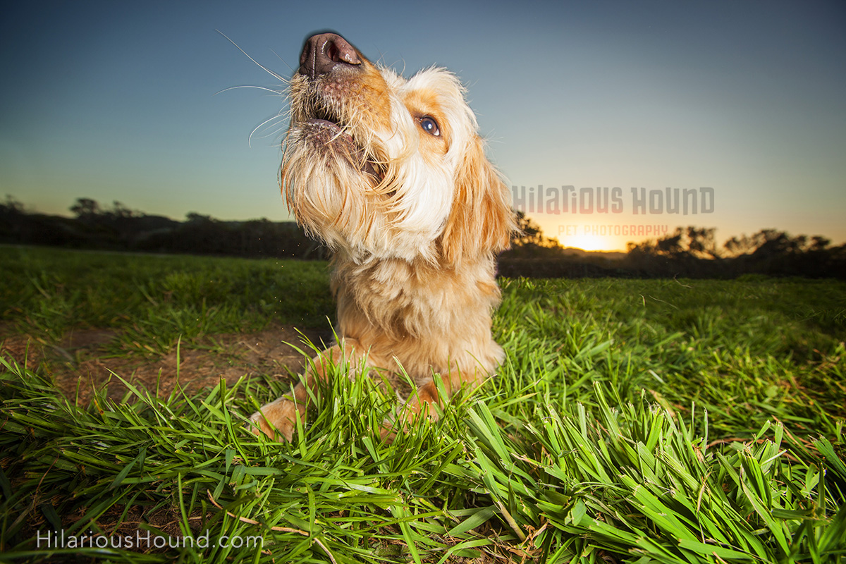 dogs crissy field pet photography san francisco bay area