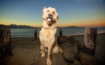 Pet Photography at Crissy Beach | Story