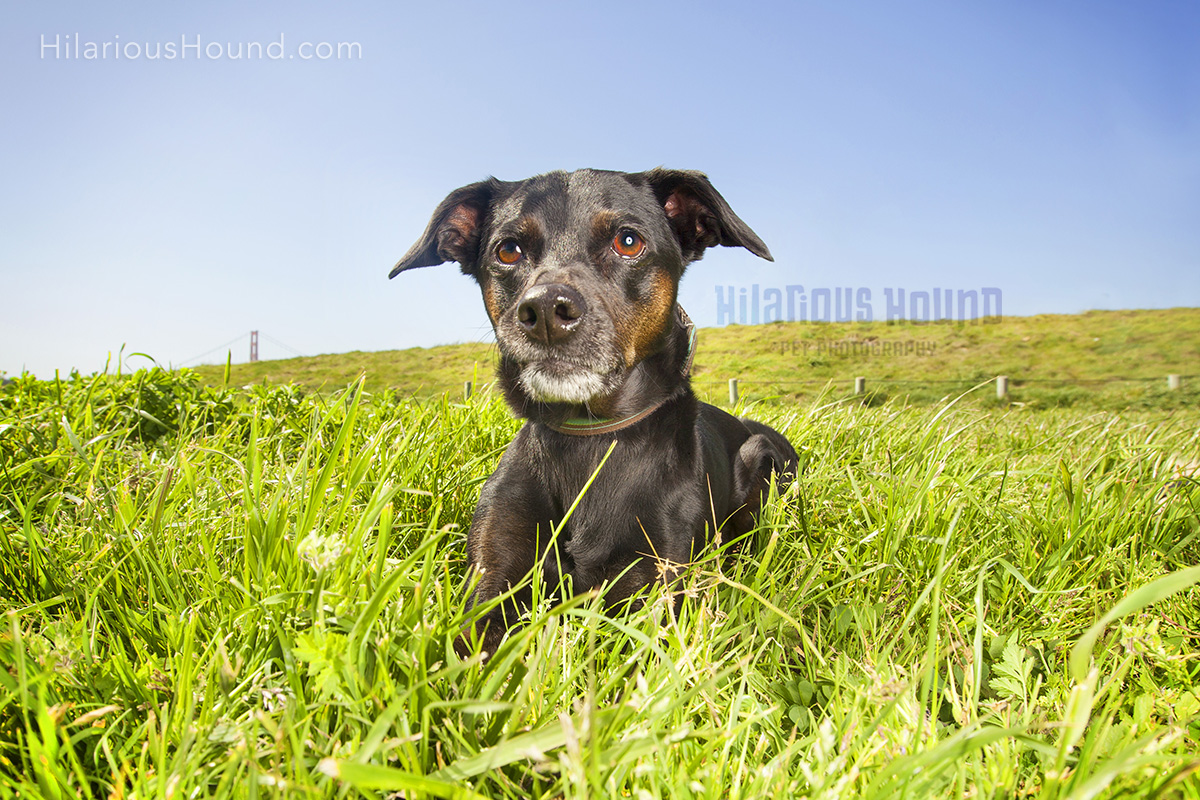 dog crissy field pet photography san francisco bay area family