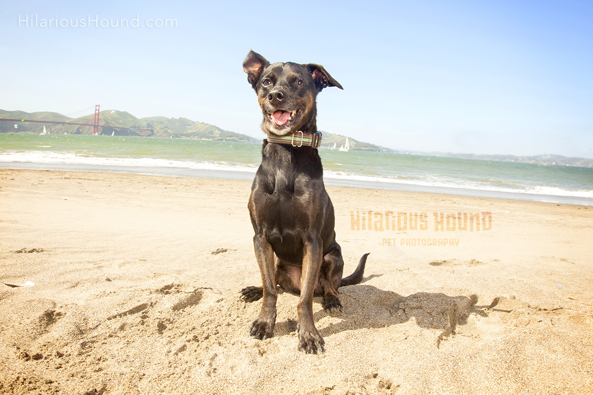 dog crissy field pet photography san francisco bay area family
