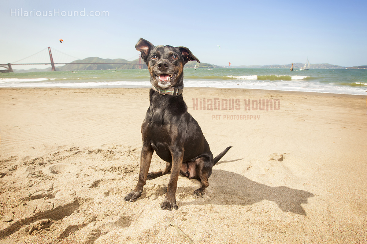 dog crissy field pet photography san francisco bay area family