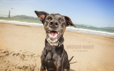 Golden Gate Pet Photography | Theo