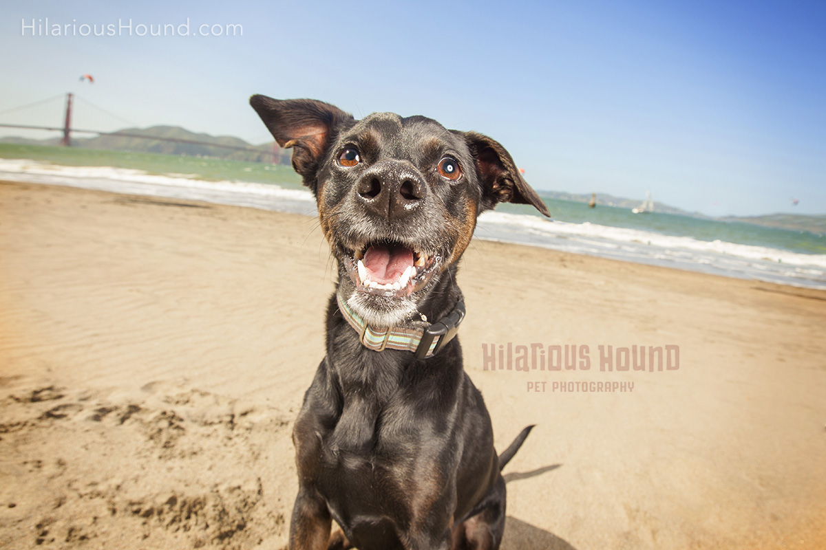 dog crissy field pet photography san francisco bay area family