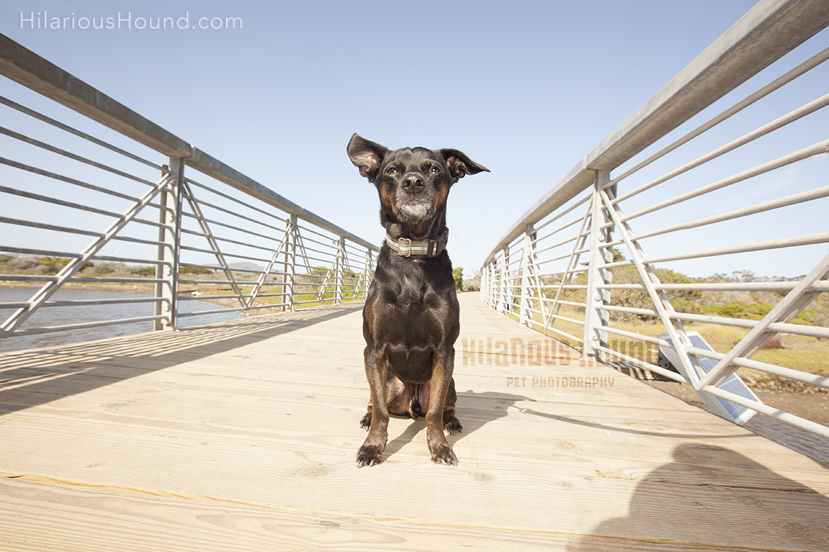 dog crissy field pet photography san francisco bay area family