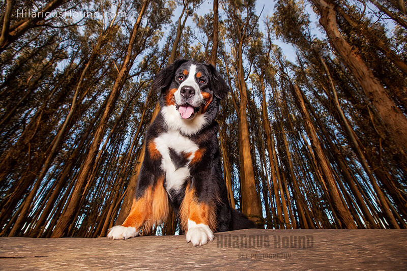The Essentials for A Pet Photographer in San Francisco