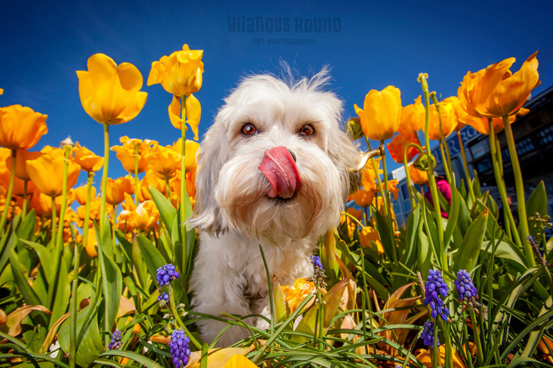 springtime pet photography with hilarious hound pet photography