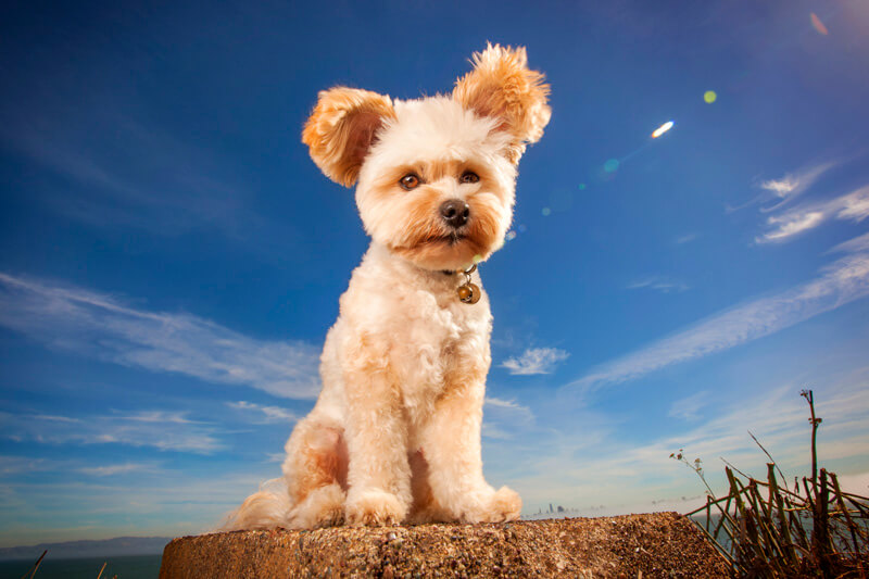 Learn How to Save $600 on Professional Pet Photography