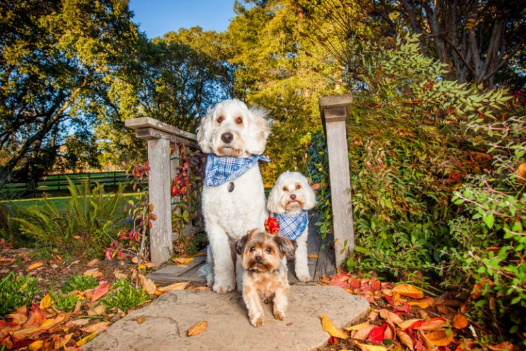 Hilarious Hound Best Bay Area Pet Photography Photo Gallery