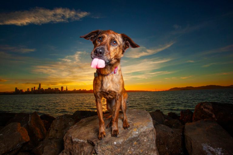 Hilarious Hound Best Bay Area Pet Photography Photo Gallery