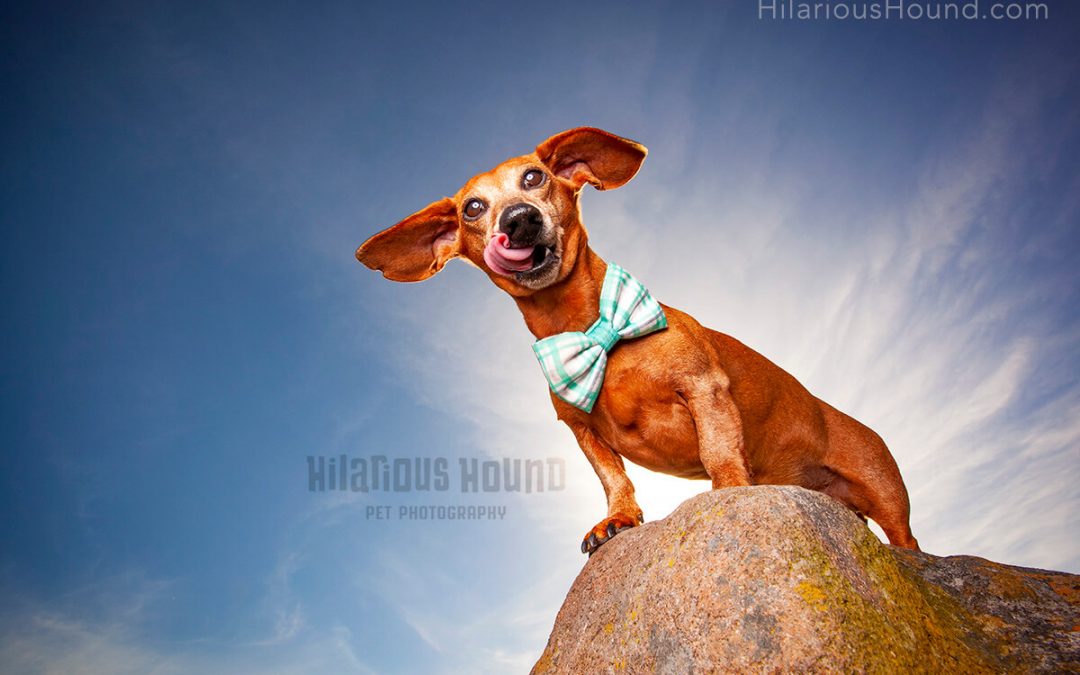 Hilarious dog portraits by hilarious hound bay area califonia