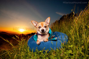 award winning pet photography bay area hilarious hound