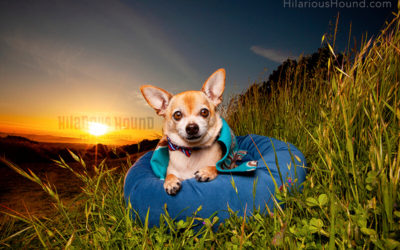 Maurice – Richmond Dog Photoshoot