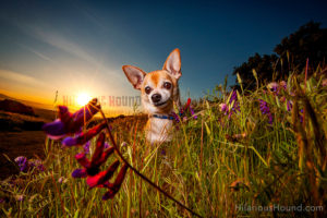 stunning sunset dog photos hilarious hound SF