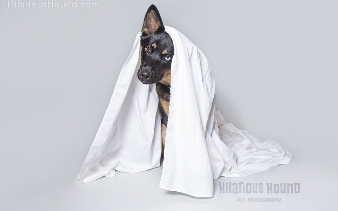 Dog dressed as ghost halloween costume bay area fall activities with your pet hilarious hound