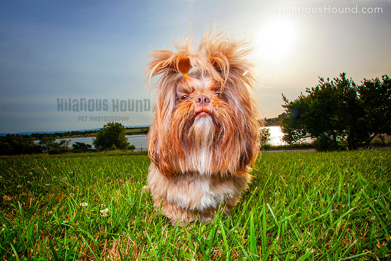 dog-hair-styles-hilarious-hound-san-francisco - Hilarious Hound