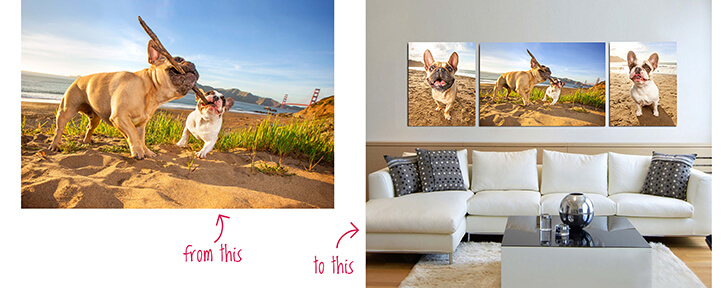 unique pet photography wall art hilarious hound