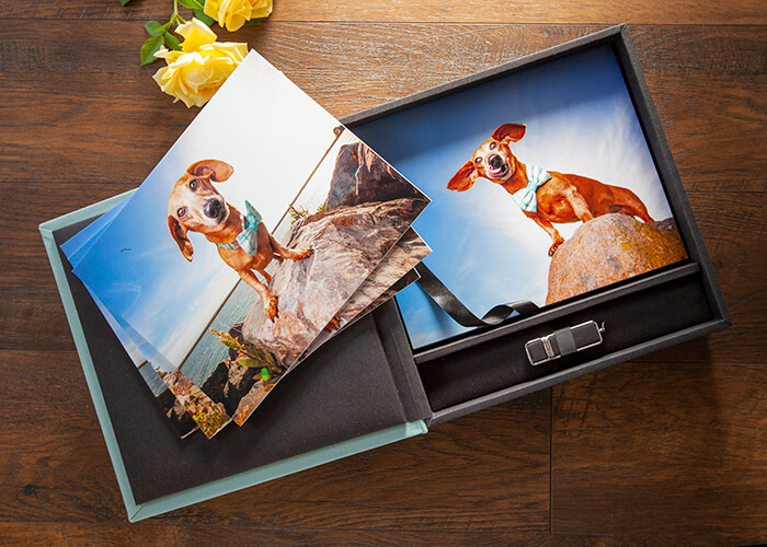 cherished memories dog portraits hilarious hound san francisco