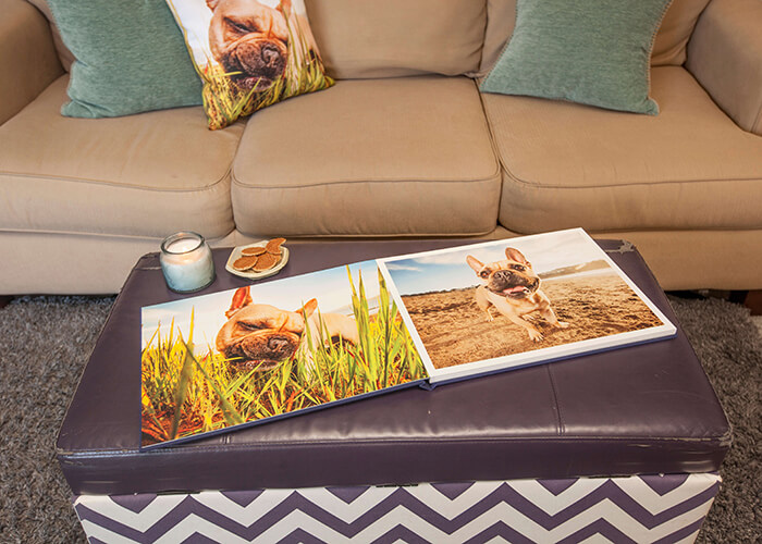 large dog photo album pet photography by hilarious hound san francisco