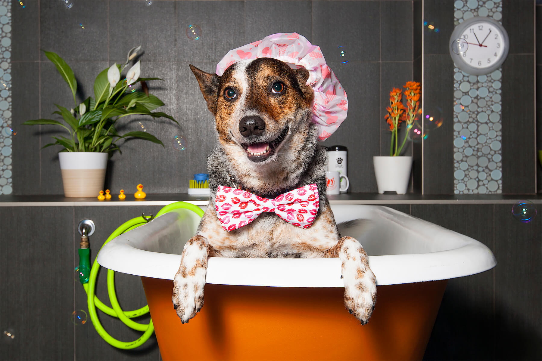 hilarious vibrant commercial animal photographs michelle russ photography