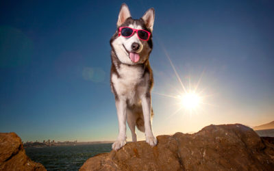 San Francisco’s Best Locations for Pet Photography