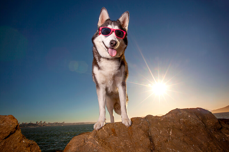 San Francisco’s Best Locations for Pet Photography