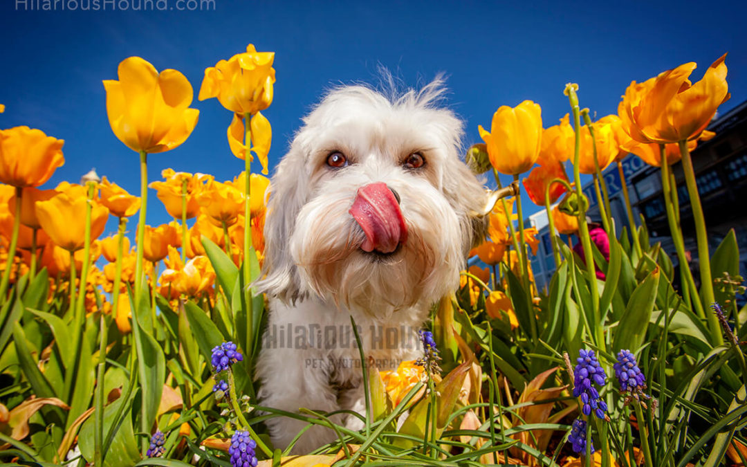 Pet friendly flowers home garden spring hilarious hound