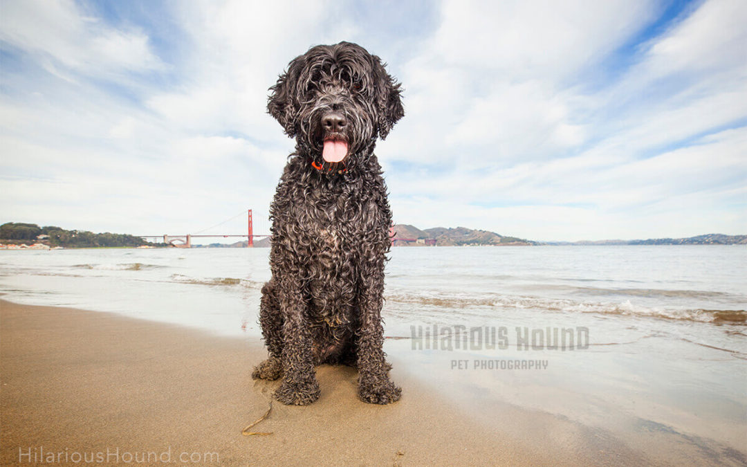 Best Bay area dog friendly beaches